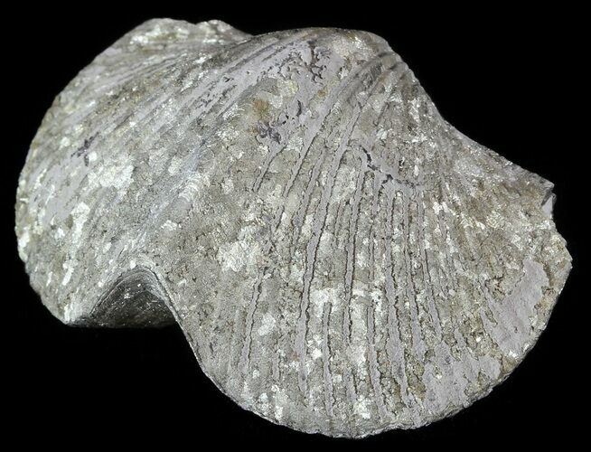 Pyrite Replaced Brachiopod (Paraspirifer) - Ohio #52711